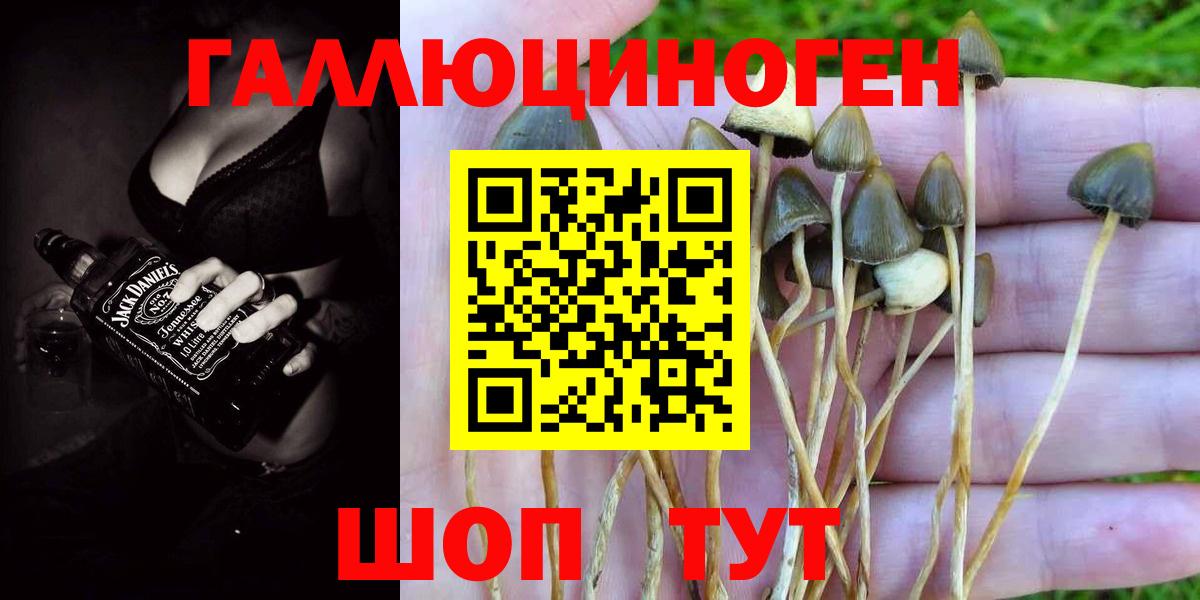 Галлюциногенные грибы Psilocybe  Пермь  Галлюциногенные грибы Psilocybine cubensis 